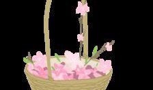 花篮网爆料最新网站下载,最新网站下载背后的秘密与趋势